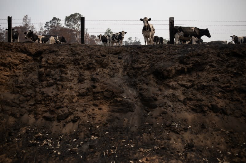 Cattle are seen on a burnt field in the town of Cobargo
