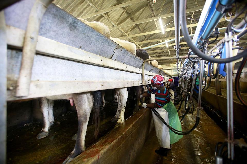 Supporting the dairy industry inflicts more pain on cows than you know. And yes, that includes drinking their milk