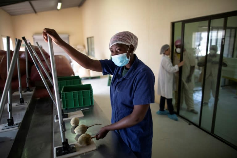 The seeds and chalky powder inside the pods have become a global health craze celebrated for their vitamin-packed properties and now used in everything from flavoured soda, ice cream and chocolate to gin and cosmetics