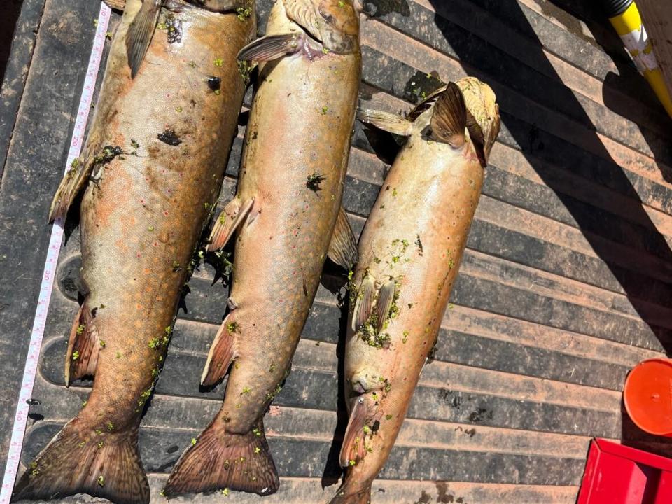 More than 200 fish were found dead in the Morell River last weekend, and blue-green algae warnings have been issued for two ponds in eastern P.E.I. (Brian Higgins/CBC - image credit)