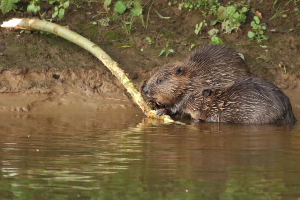 Beaver kits