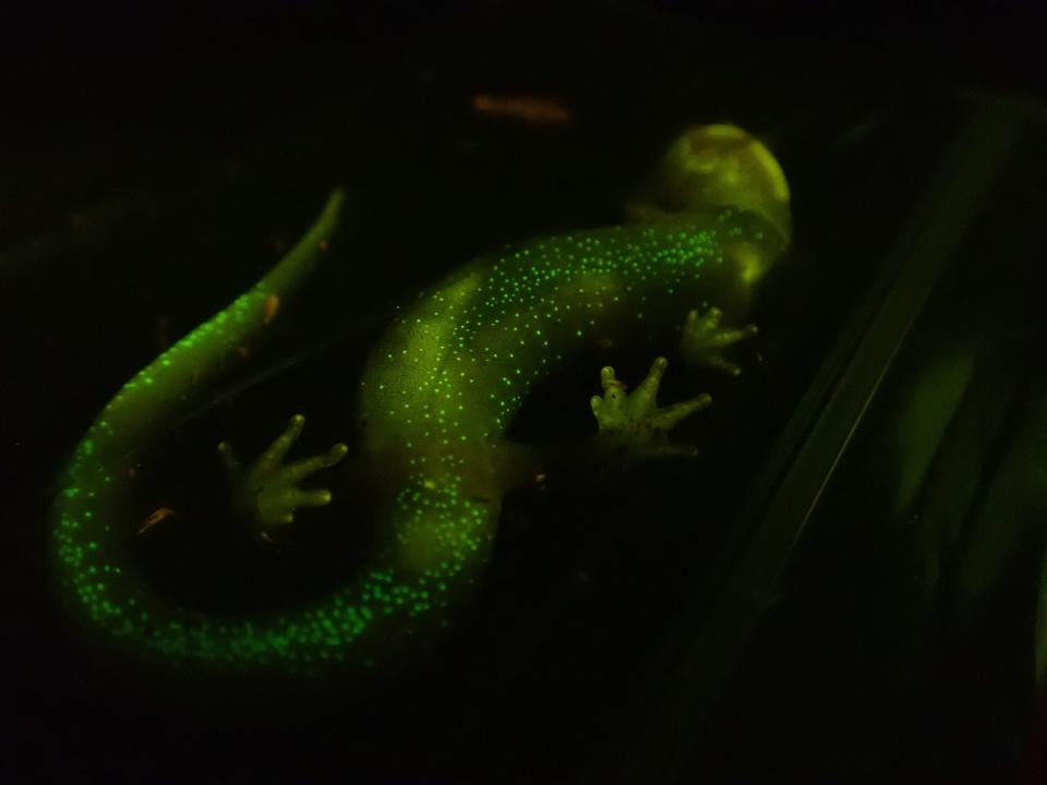 Biologist Jonathan Cox likens the biofluorescent pattern found on the stomachs of male southern gray-cheeked salamanders to a starry night sky.