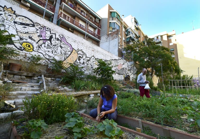 Thousands of urban gardens have hatched in Spain since the start of the economic crisis in 2008