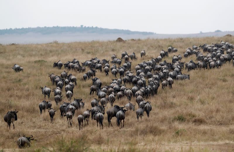 Wildebeests' migration in the Maasai Mara game reserve