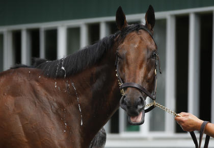 American Pharoah gets a bath after a workout at Belmont Park on Wednesday. (AP)