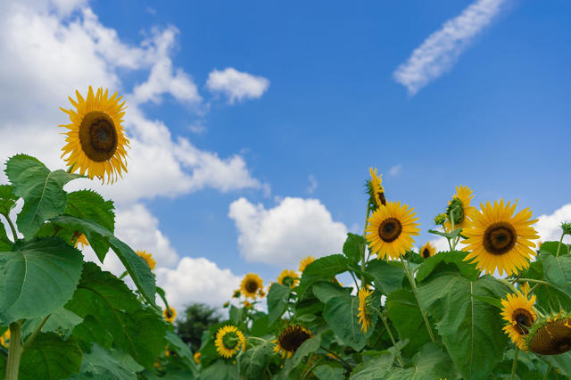 日本最燦爛耀眼的向日葵花海！像太陽行注目禮