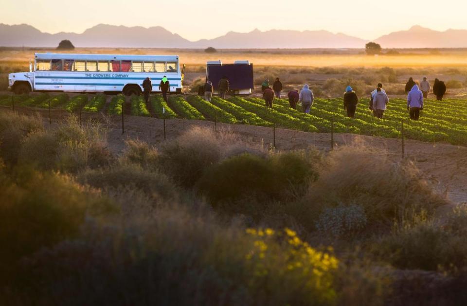 Temporary agricultural workers walk through farm land in the early morning in Weldon, Arizona