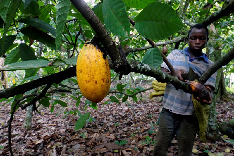 FILE PHOTO: A farmer cuts a cocoa pod at a cocoa farm in Bobia, Gagnoa, Ivory Coast