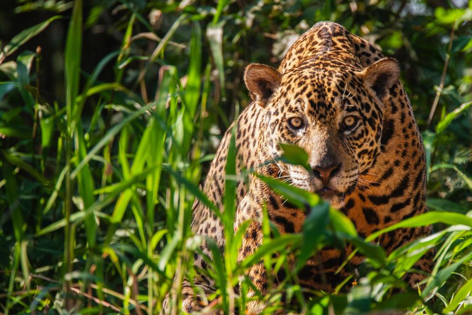 A wild jaguar in the Pantanal - getty