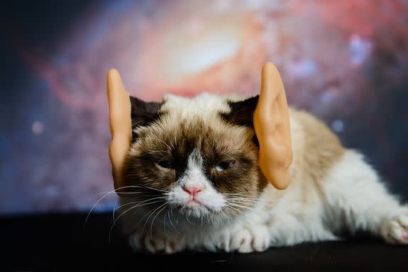 Grumpy Cat was out of this world.