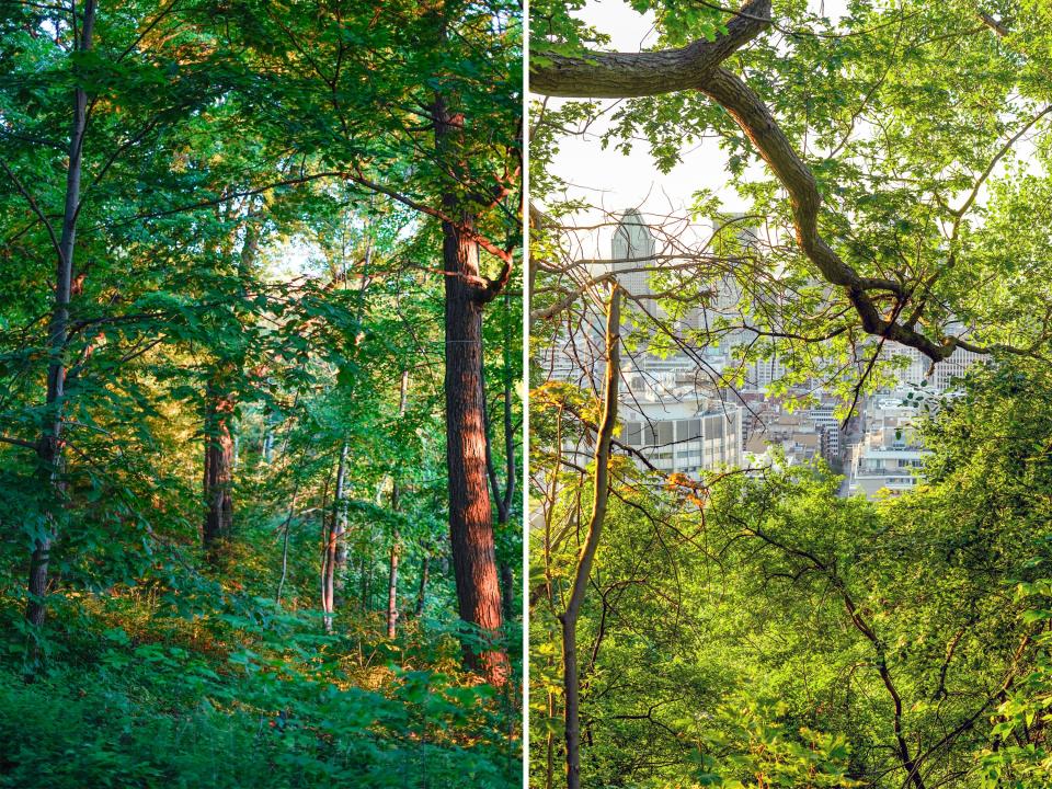 Side-by-side photos of greenery in montreal