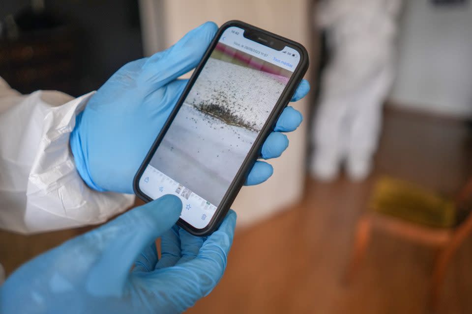 A pest control worker displays a photograph of a bed bug infestation in Paris, France.