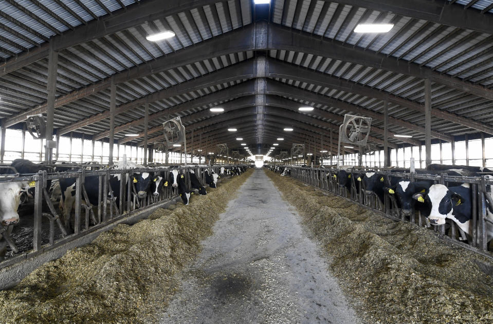 Dairy Cows housed in barn at the Welcome Stock Farms Tuesday, Jan. 25, 2022, in Schuylerville, N.Y. Some workers and their advocates say the change would bring long-delayed justice to agricultural workers in New York. But the prospect is alarming farmers. (AP Photo/Hans Pennink)