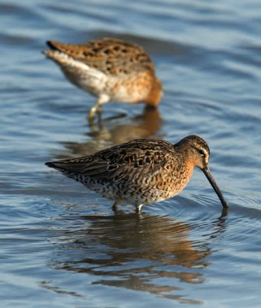 FILE PHOTO: Shorebirds feed on Atlantic Horseshoe crab eggs on Pickering beach in Delaware Bay