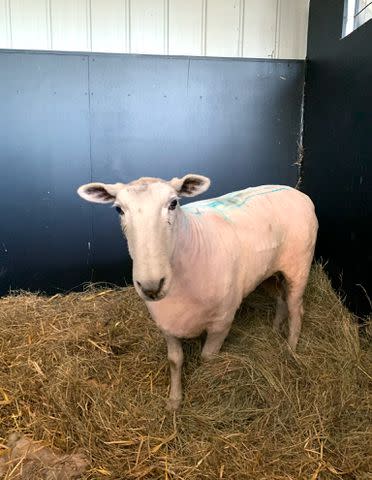 <p>Melbourne Water/ Facebook</p> Sugar the sheep after his long-awaited haircut.