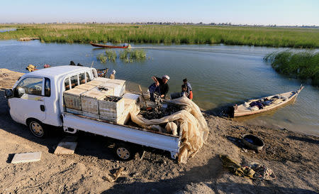 An Iraqi Marsh Arab man collects fishes at the Chebayesh marsh in Dhi Qar province, Iraq April 14, 2019. REUTERS/Thaier al-Sudani