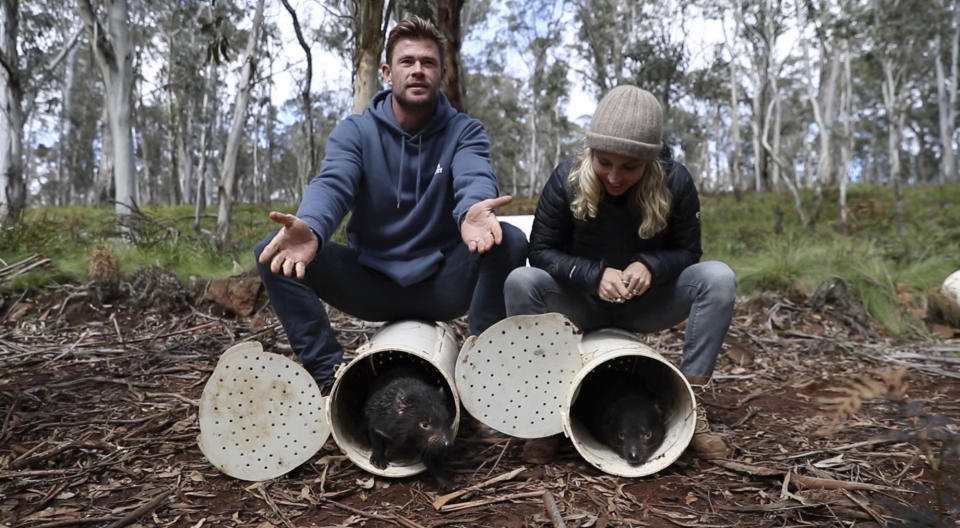 In this photo provided by WildArk, actors Chris Hemsworth, left, and Elsa Pataky help release Tasmanian Devils into the wild at Barrington Tops, New South Wales state, Australia, Sept. 10, 2020. Tasmanian devils, the feisty marsupials who rose to fame from their representation in cartoons, recently made their return to mainland Australia for the first time in some 3000 years. (Cristian Prieto/WildArk via AP)