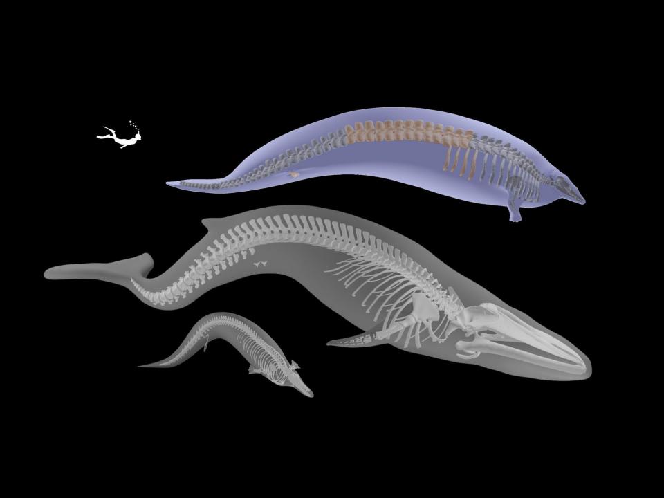 A 3D model of what a complete skeleton of the new species, Perucetus colossus, would look like, against a black background above Cynthiacetus peruvianus and the Wexford blue whale skeletons