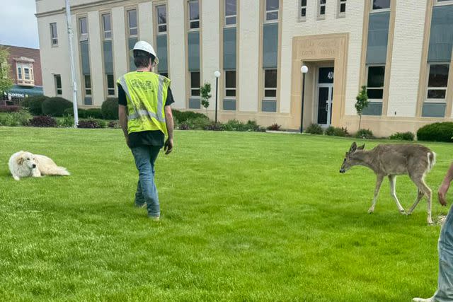<p>Tipton Iowa Police Department </p> Dog and deer on lawn together in Tipton, Iowa on May