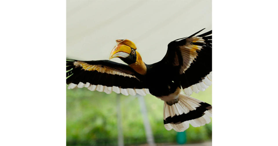 Mandai Bird Paradise - Wings of the World