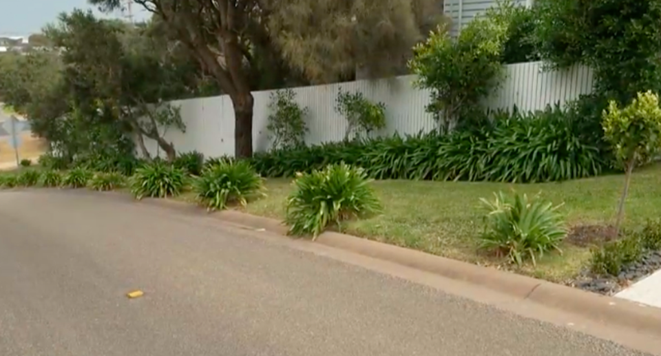 McPherson's agapanthus plants, which he's been instructed to remove. 