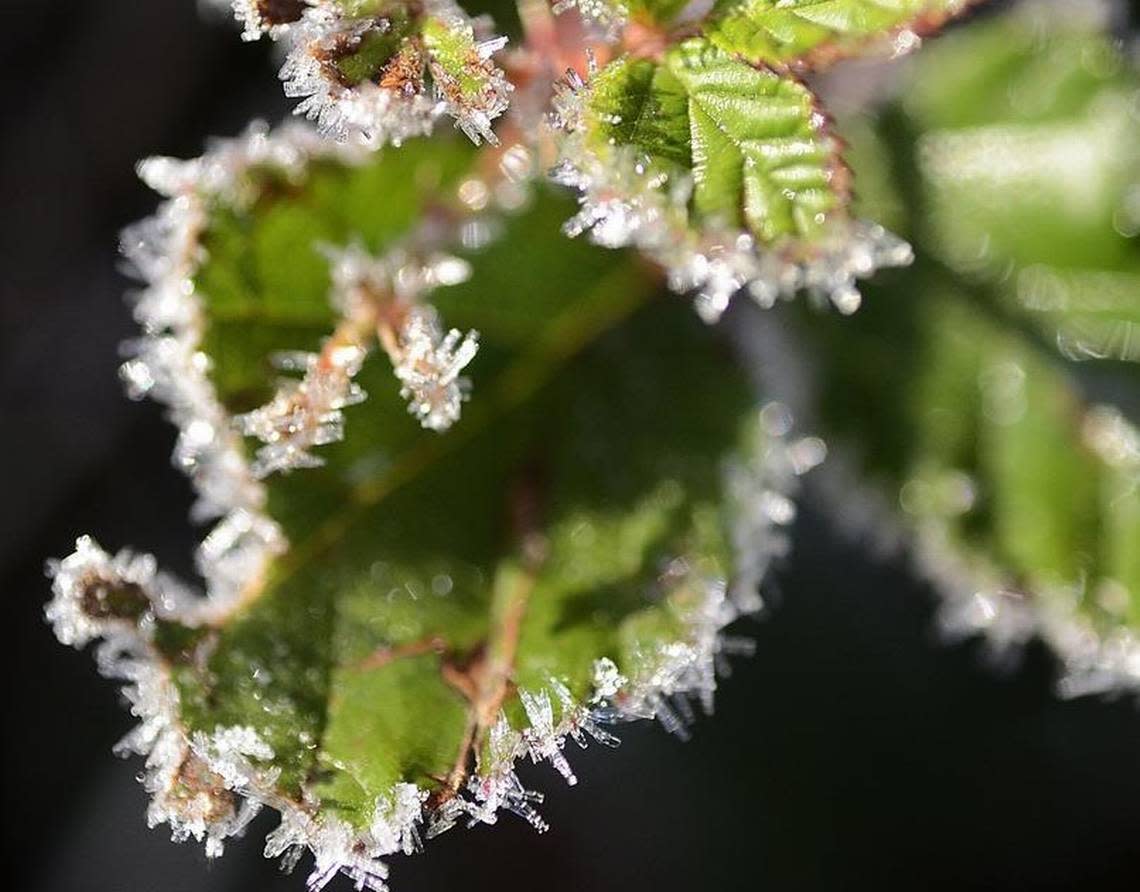 Near-freezing temperatures can kill sensitive outdoor plants and vegetation.