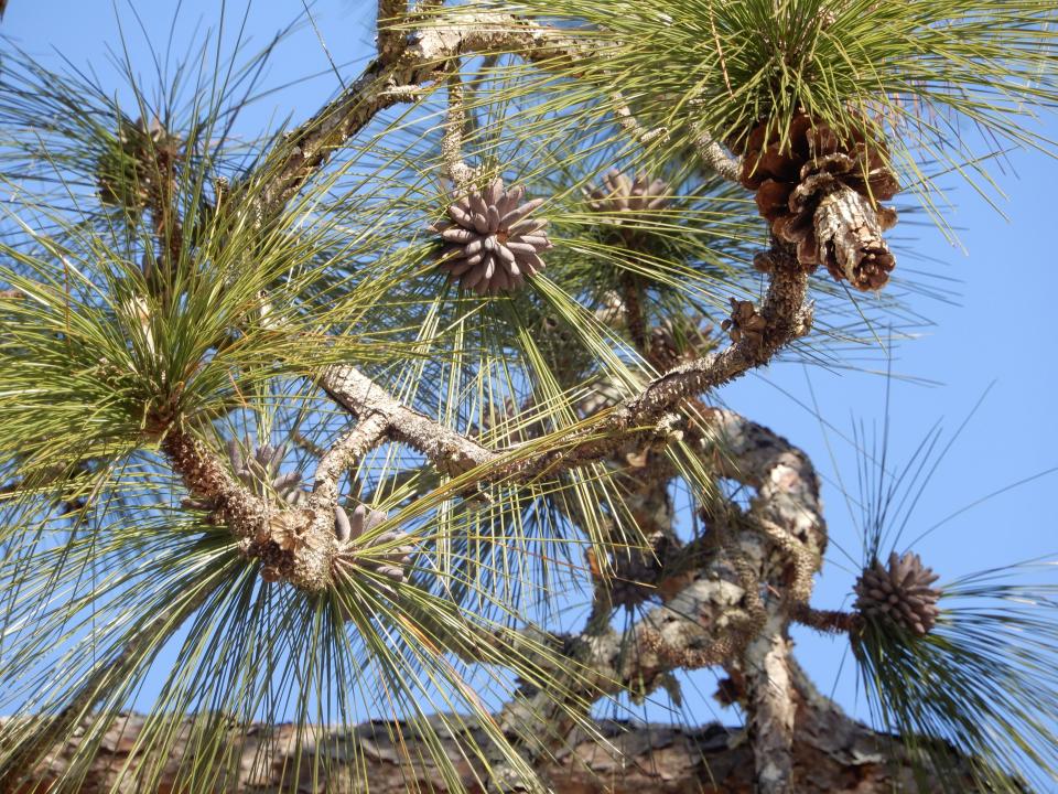 Longleaf pines have a combination of long, flexuous needles (in 3’s), whitened-silvery buds, and large cones.