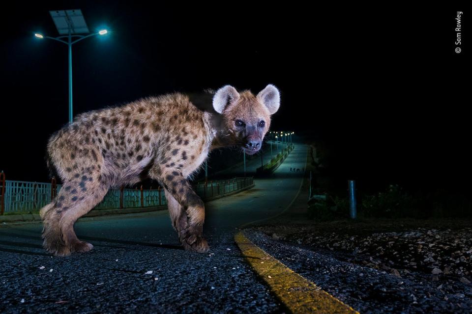 Hyena highwa (Sam Rowley/Wildlife Photographer of the Year)