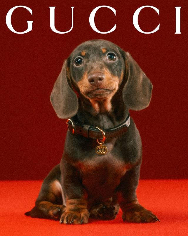 What's cuter than pets? Pets in the Gucci Pet Collection! - ELLE DECOR