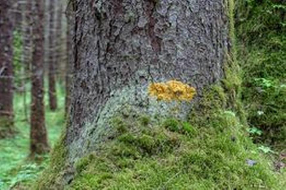 Officials posted a photo of the entire patch of slime mold on the spruce tree. 