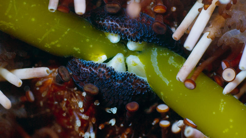 Purple urchins have teeth made almost entirely from calcite. (Photo: BBC 2017)