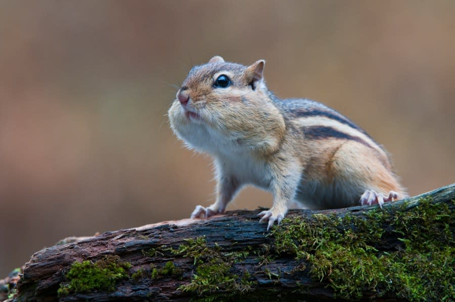 Eastern Chipmunk (Tamias striatus). Spend winter sleeping in burrow well stocked with seeds and nuts. Do not hibernate like ground squirrels. Michigan