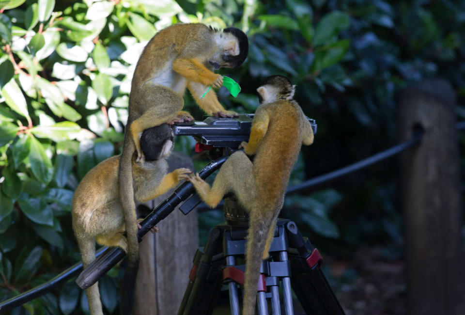 <p>Squirrel monkeys climb onto a tripod and remove a piece of bright, colored tape after they are weighed during a photo call at London Zoo on August 24, 2016, to promote the zoo’s annual weigh-in event. (Justin Tallis/AFP/Getty Images)</p>