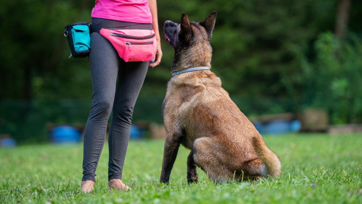  Dog trainer with a belgian malinois sitting in front of her looking and listening to her attentively 