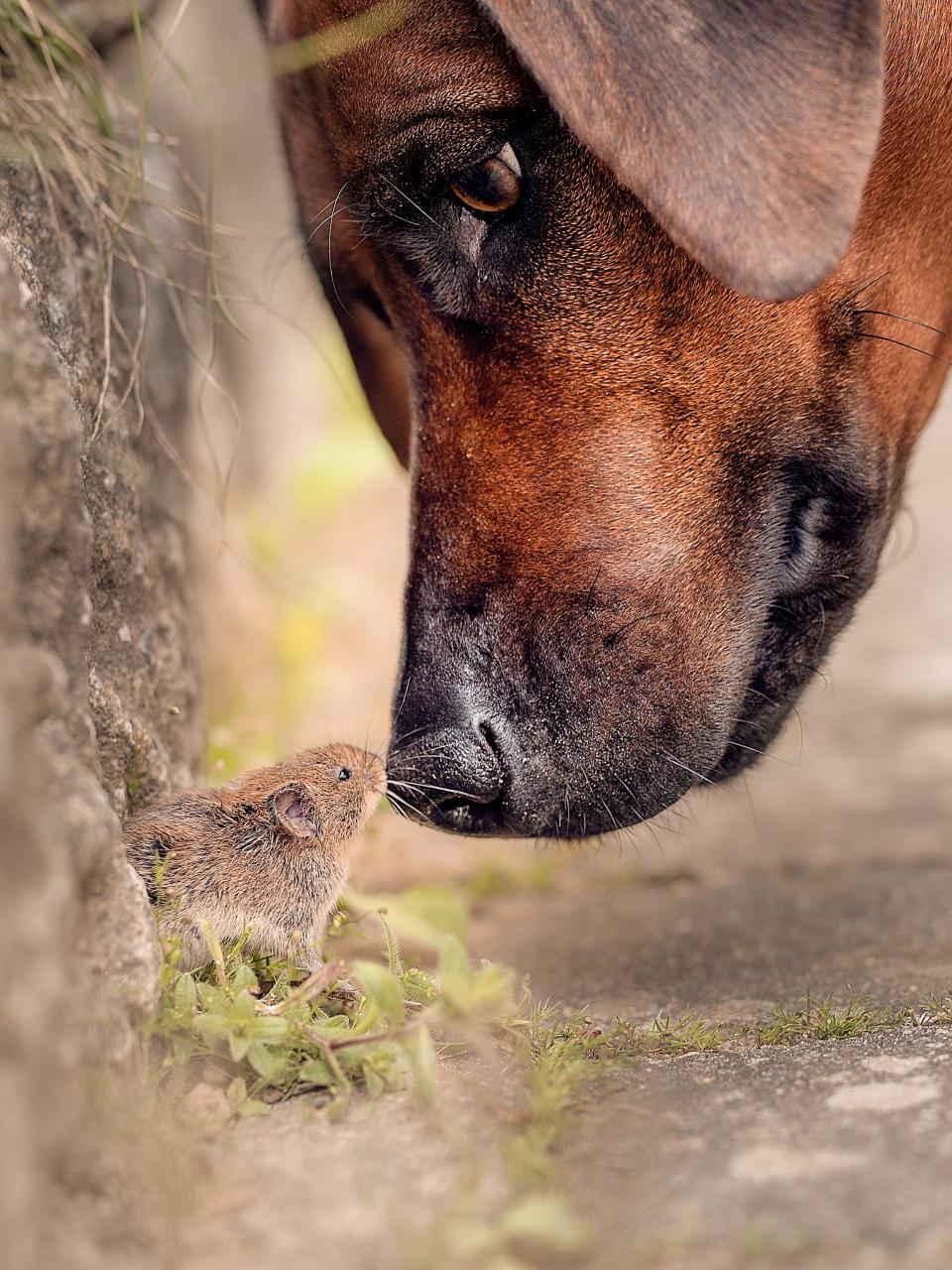 A dog touches its nose to a mouse