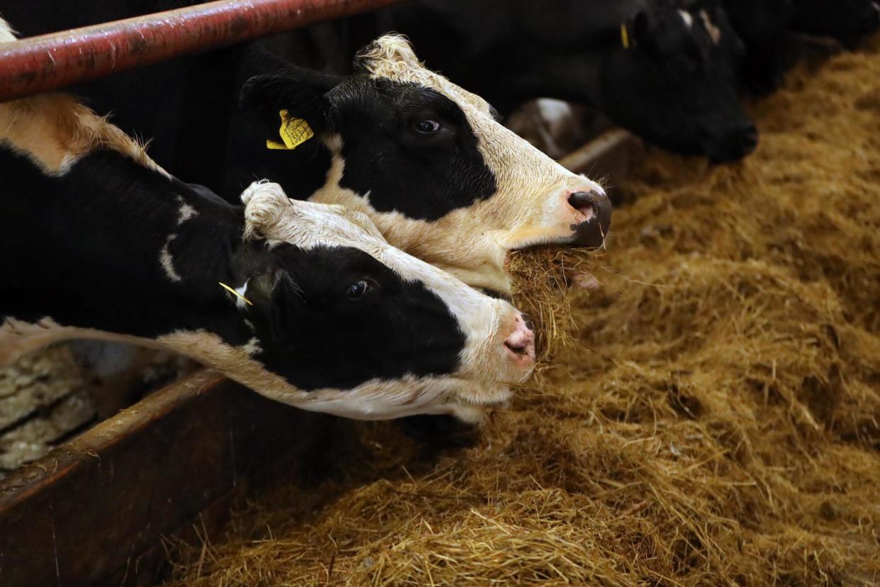 Animal disease bluetongue has been identified in two cattle imported from France: PA Archive/PA Images