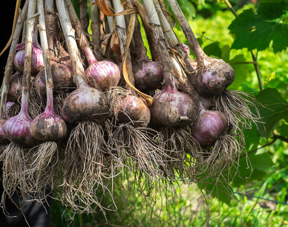 A bunch of freshly picked garlic.