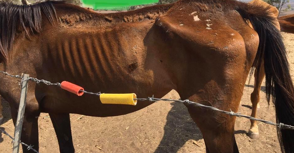 A horse is seen with its rib cage visible. Sources: Facebook