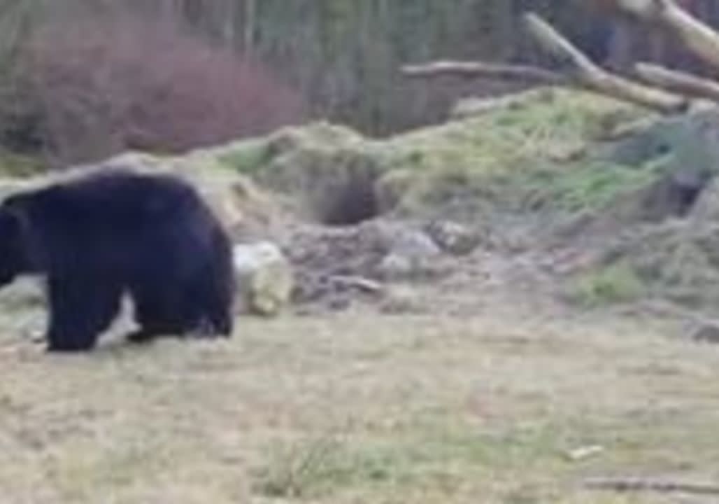 These Three Bears Playing With a Pink Balloon Will Make Your Friday