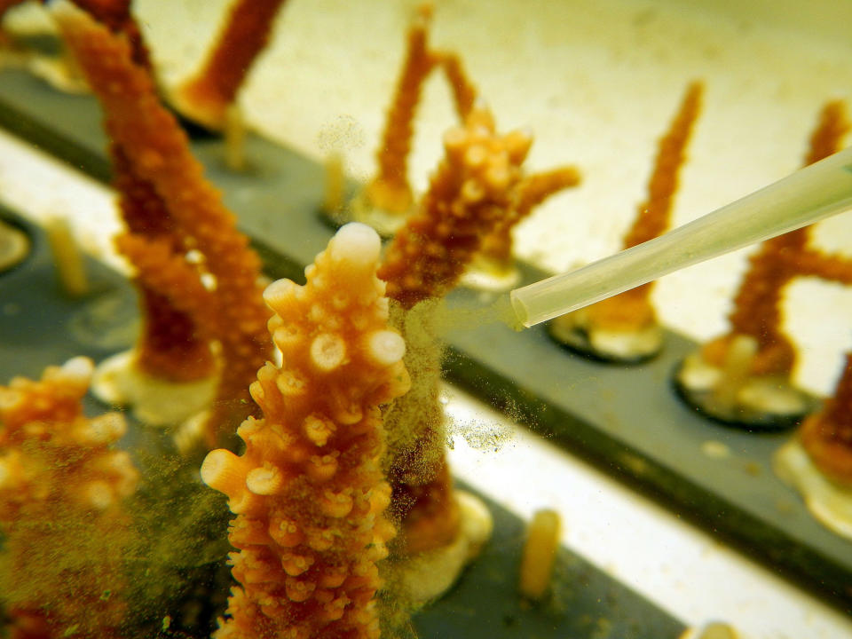 Chris Langdon, professor of marine biology and ecology at the University of Miami, uses a dropper to feed coral in a lab as he studies how climate change will impact coral reef in the future. (Photo: Joe Raedle via Getty Images)