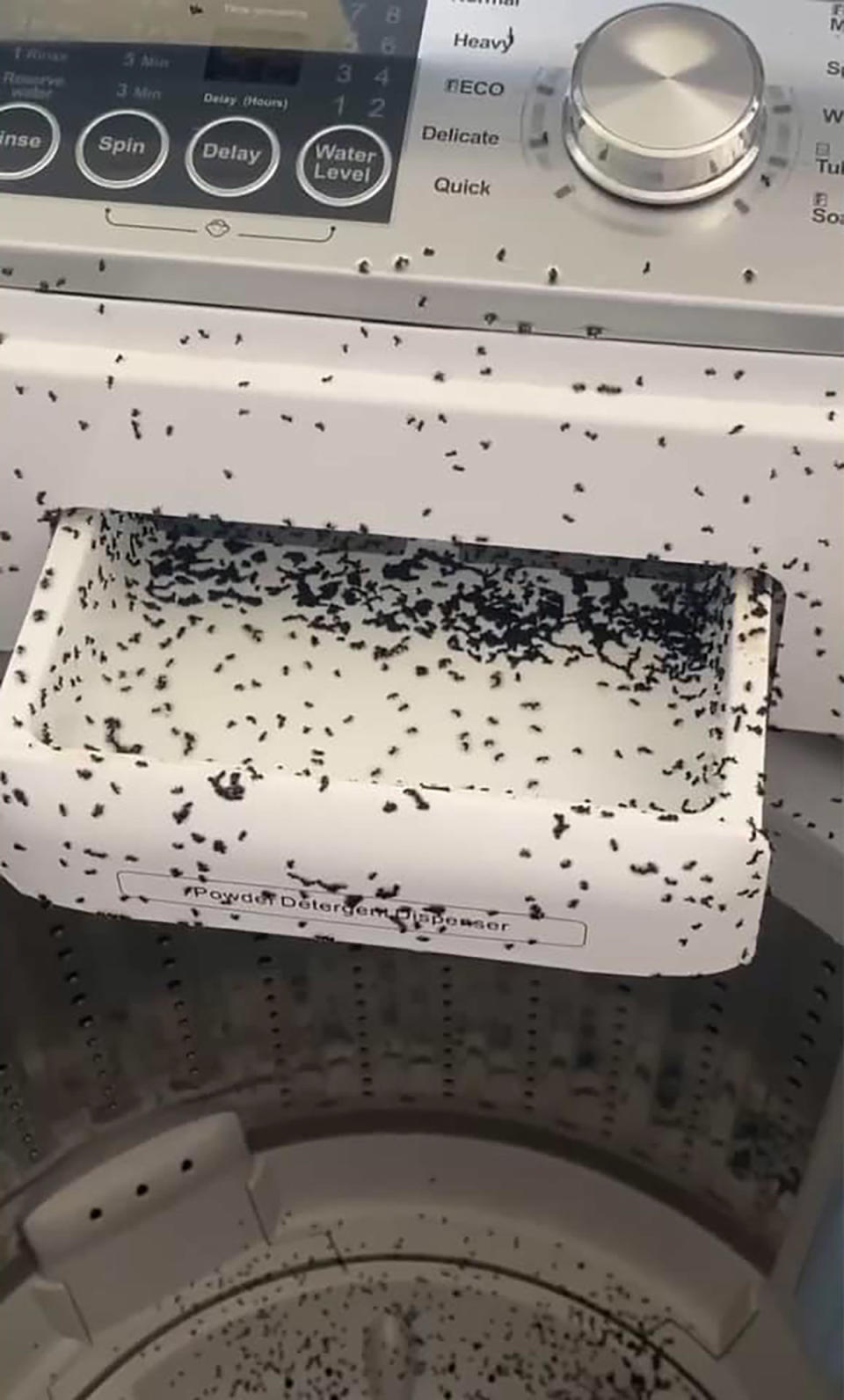 Ants in washing machine