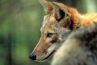 This coyote has an almost foxlike coloring, but coyotes can be many colors, from red to gray. An adult coyote can weigh between 15 and 45 pounds, with the average in Indiana about 30 pounds. Outdoor Indiana Magazine | IDNR