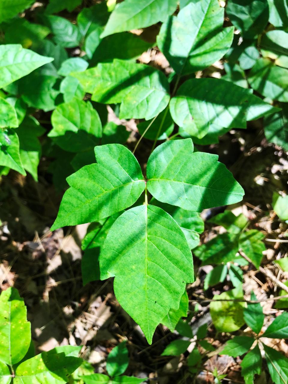 As carbon dioxide levels in the atmosphere continue to increase, poison ivy will take advantage of the greenhouse gas and grow more quickly as well as growing more toxic. Here, poison ivy is seen off trail in the Charles C. Deam Wilderness, south of Bloomington on Tuesday, June 23, 2020.