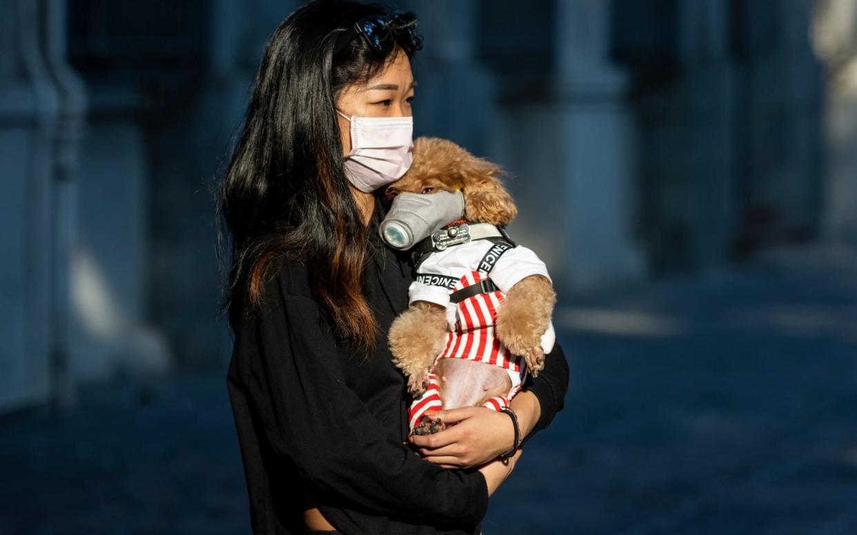 A woman and her dog wear facemasks in China - Alex Plavevski/Rex