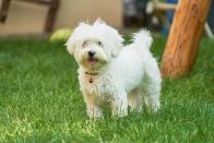 <p>If you're looking for an affectionate little companion, look no further. <a href="https://www.akc.org/dog-breeds/maltese/" rel="nofollow noopener" target="_blank" data-ylk="slk:Maltese dogs;elm:context_link;itc:0;sec:content-canvas" class="link ">Maltese dogs</a> are usually less than seven pounds, according to the American Kennel Club. They are low-shedding, but owners should still be prepared to brush them daily to prevent matting. Luckily, thanks to their compact size, it shouldn't take too long. <br></p><p>RELATED: <a href="https://www.womansday.com/home/g28724233/best-apartment-dogs/" rel="nofollow noopener" target="_blank" data-ylk="slk:28 Best Apartment Dogs for Small Space Living;elm:context_link;itc:0;sec:content-canvas" class="link "><strong>28 Best Apartment Dogs for Small Space Living</strong></a></p>