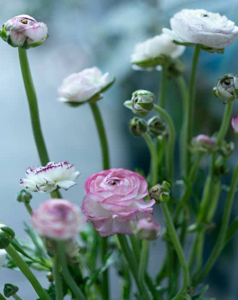 ranunculus