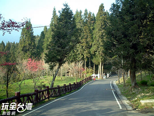 嘉義阿里山/玩全台灣旅遊網攝