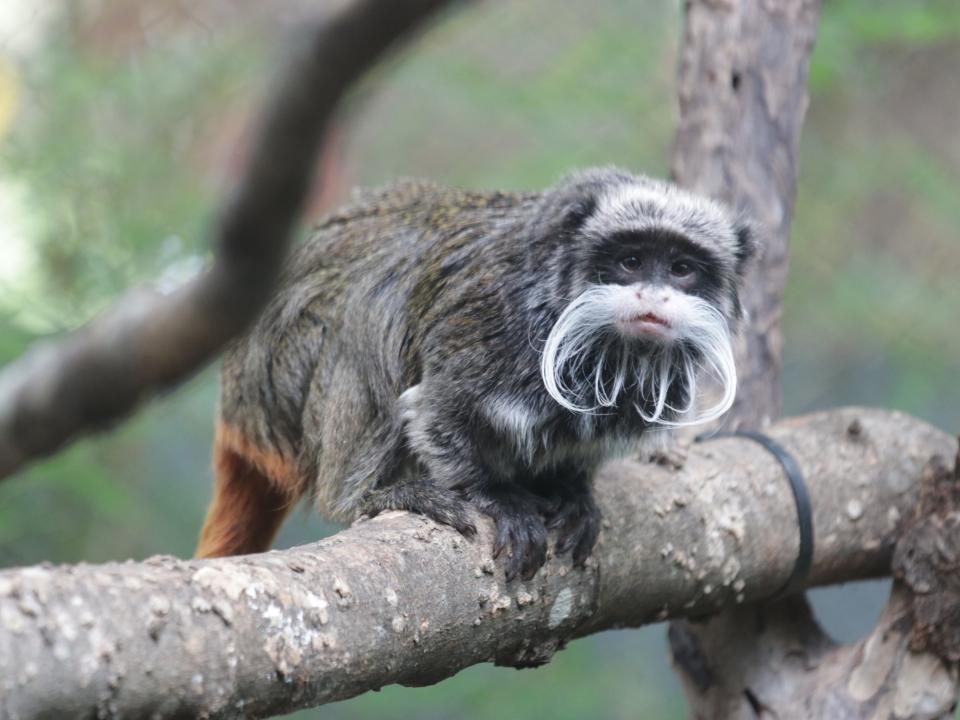 One of the Dallas Zoo's emperor tamarin monkeys.