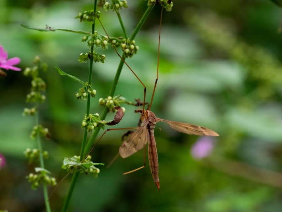 Tipula paludosa, crane fly, Cornwall, UK. (Photo by: Nik Taylor/Education Images/Universal Images Group via Getty Images)