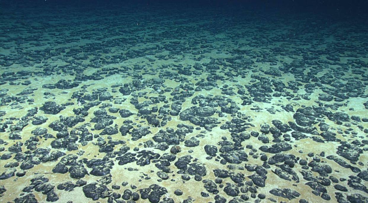 <span class="caption">Manganese nodules on the Atlantic Ocean floor off the southeastern United States, discovered in 2019 during the Deep Sea Ventures pilot test. </span> <span class="attribution"><a class="link " href="https://oceanexplorer.noaa.gov/okeanos/explorations/ex1907/logs/nov7/nov7.html" rel="nofollow noopener" target="_blank" data-ylk="slk:National Oceanographic and Atmospheric Administration;elm:context_link;itc:0;sec:content-canvas">National Oceanographic and Atmospheric Administration</a></span>